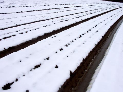 One use - snow covered potato field