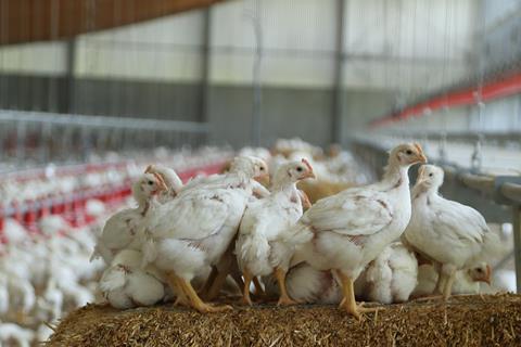 Broilers in Windstreek system