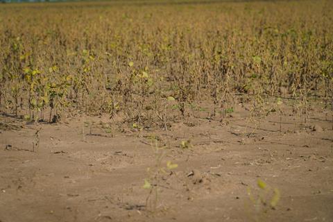 drought argentina