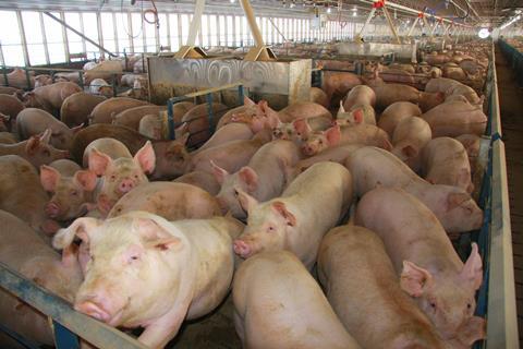 pig farm