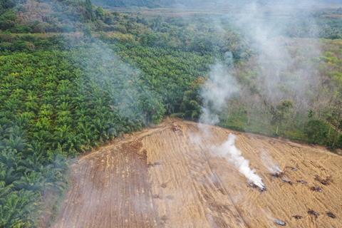 Palm oil deforestation