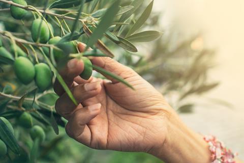 Olive picking