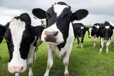 Item 8 Lakeland Dairies GettyImages-176839499