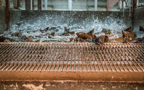 salmon farm tank fishing fish