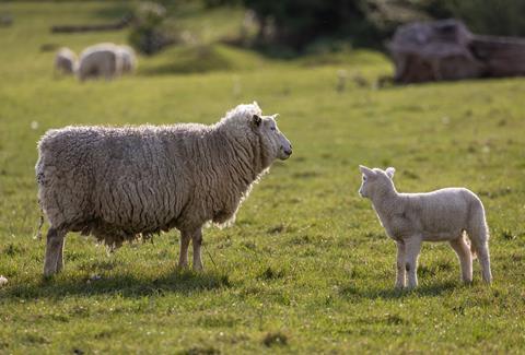 pixabay sheep lamb mutton