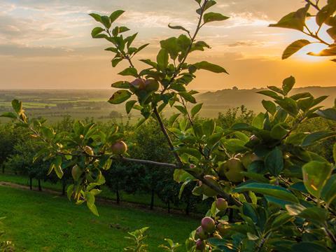 thatchers orchard