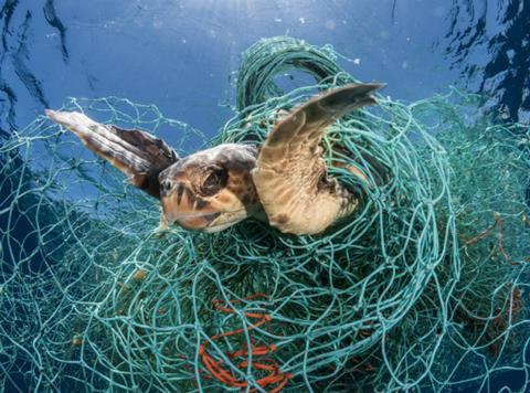 World Animal Protection - Loggerhead turtle trapped in net
