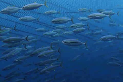 Yellowfin tuna ISSF image - credit Fabien Forget