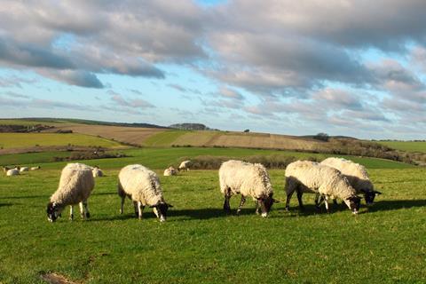 Sheep grazing field