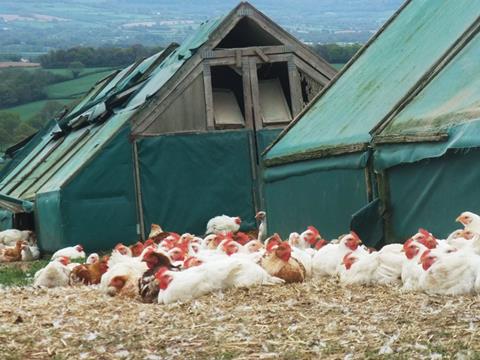 2 sisters organic chickens