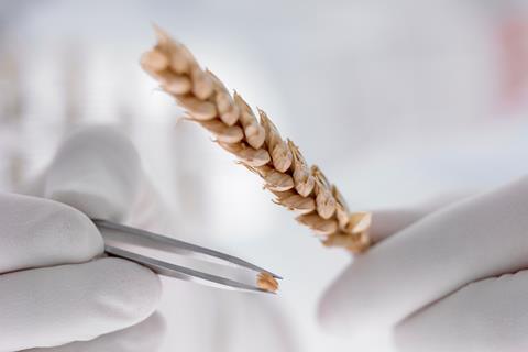 Scientist removing grain from wheat stem with tweezers - stock photo