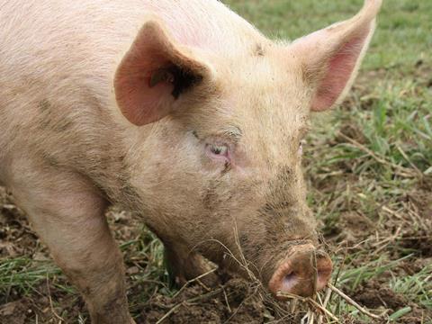 Animal medicines, pig in mud