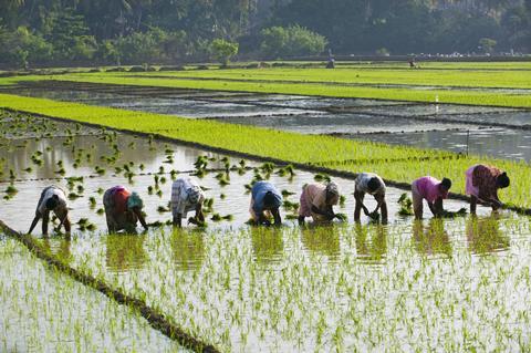 India, Goa, Cortalim, people toiling in rice fields