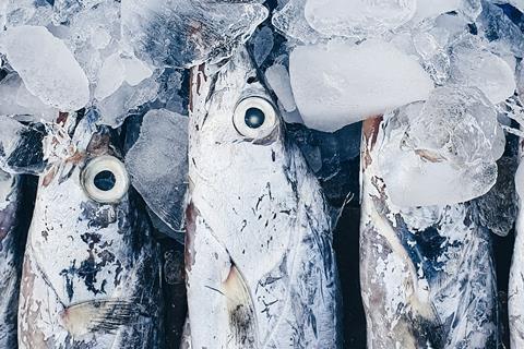 Fish in market