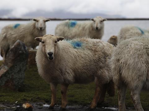 Wales sheep