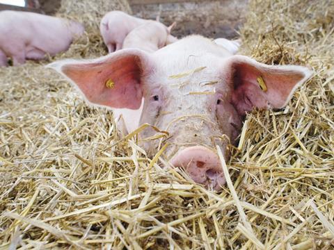 pig in straw