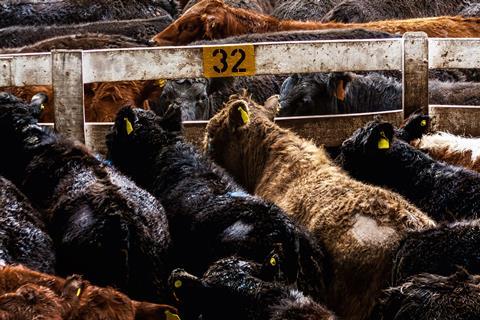 BEEF FARMING GettyImages-1325931842