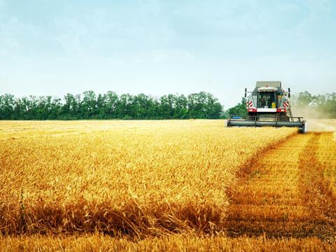 Wheat field