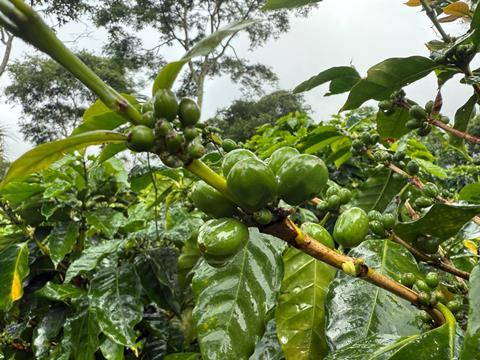 Photos from a Regenerative Agriculture Standard audit at La Cumplida, a farm in Matagalpa region of Nicaragua 1
