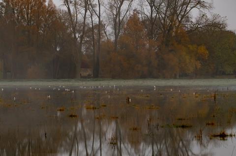 Flooded field