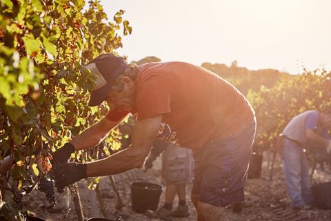farm work migrant vinyard season worker GettyImages-604025815