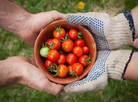 tomatoes 