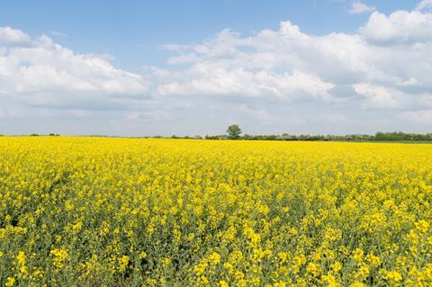 rapeseed field