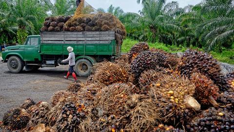 Palm-Oil