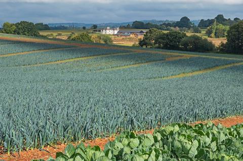 leek field uk - getty