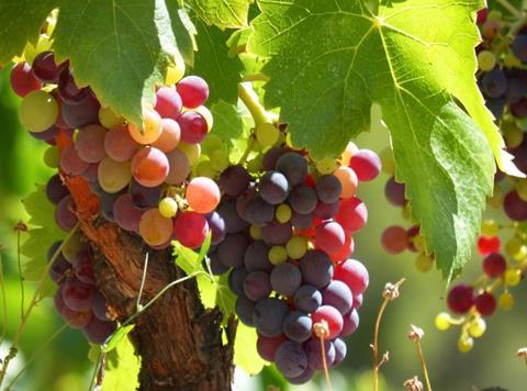 wine grapes vineyard