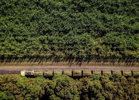 Sugar Cane Australia