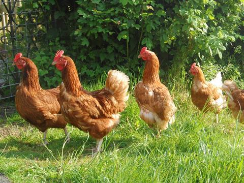 free range chickens