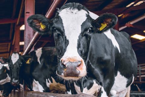 dairy cows UNSPLASH (2)
