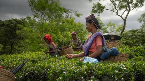 AhMed Tea