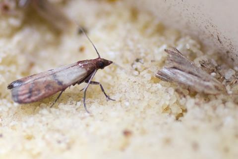 Tesco recalls own-label stuffing due to potential it may contain moths ...