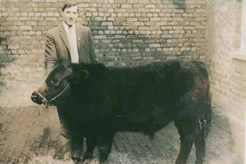 Uncle Mearns with Aberdeen Angus
