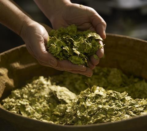 Hops farm grow GettyImages-109421428