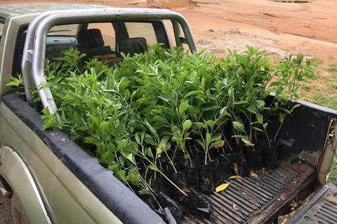 Baobab saplings in van