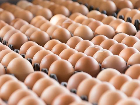 Eggs in crates