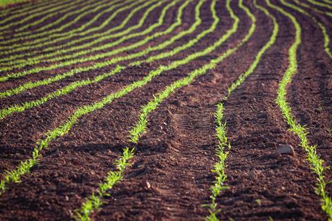 soil crops field