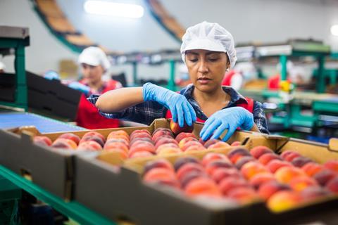 Fruit production packing factory worker
