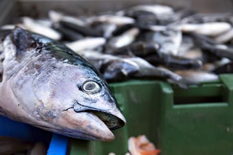 salmon fish fishing market fresh