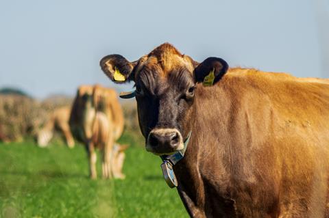 Brown cow in sunlit pasture with grazing cattle in rural landscape