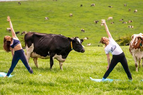 CowYogaEdit_07