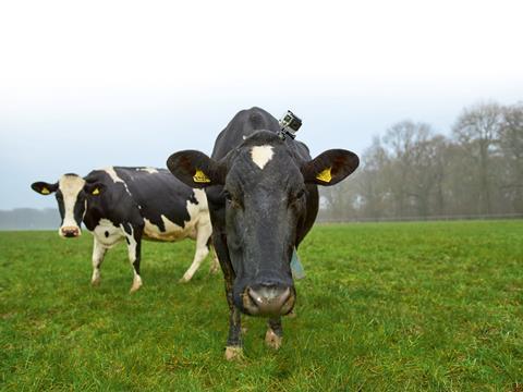 Waitrose Mo the cow with camera 