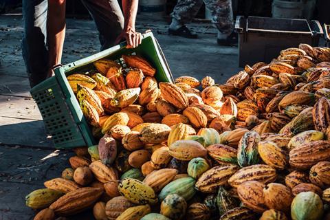 A worker in a cocoa factory farm