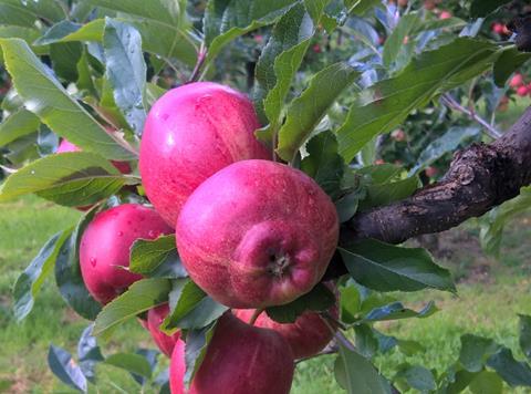 Frost damaged apple