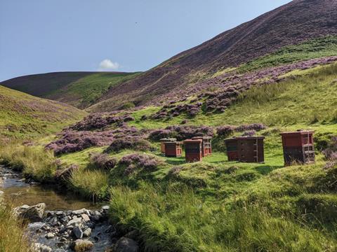 Scottish Bee hives-in-hills