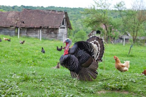 26+ Paul Kelly Turkey Farmer Background