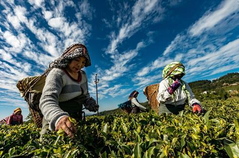 china tea unsplash